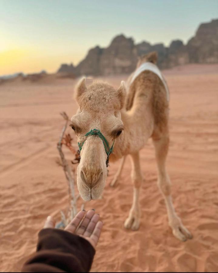 Wadi Rum Desert Camp ภายนอก รูปภาพ