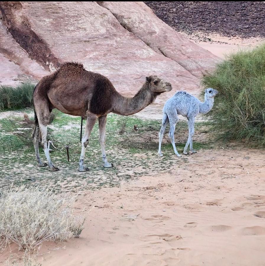 Wadi Rum Desert Camp ภายนอก รูปภาพ